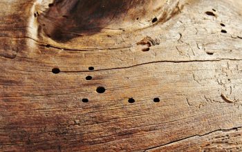 Allarme termite Come identificare e combattere un'invasione nella tua abitazione
