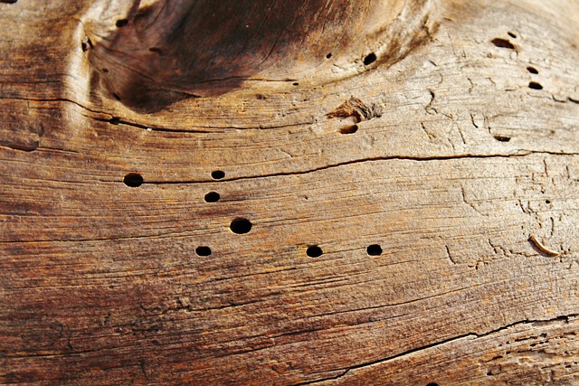 Allarme termite: Come identificare e combattere un’invasione nella tua abitazione