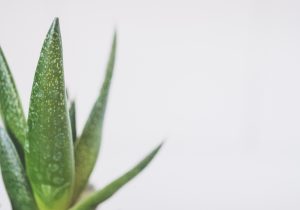 Scopri come sfruttare al meglio i benefici dell'aloe arborescens la guida definitiva maggiori informazioni sull'aloe arborescens