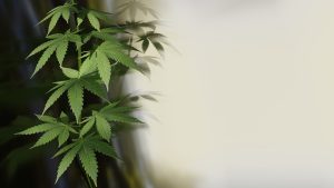 Hash Legale al CBD: viene rilevato in un test antidroga? 